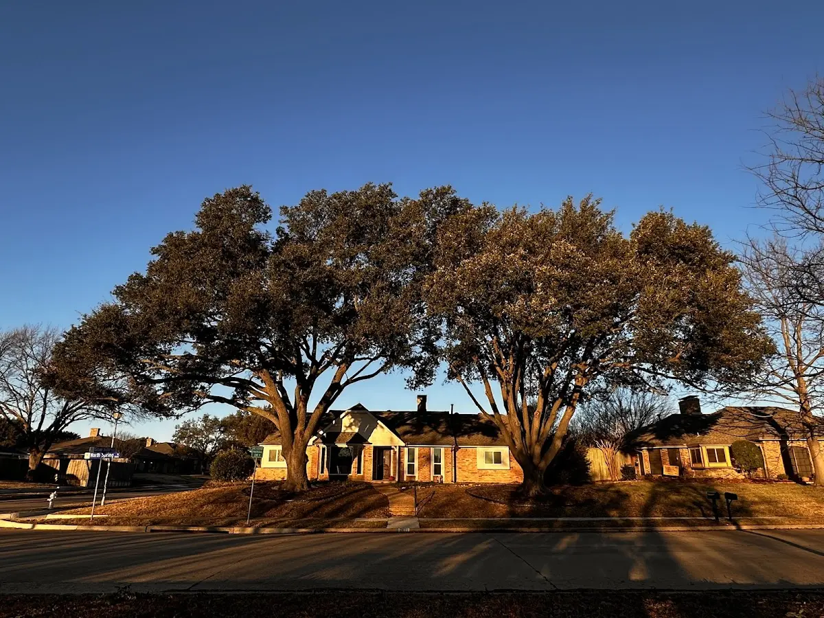 Established residential canopy tree shading a home in Francis Creek